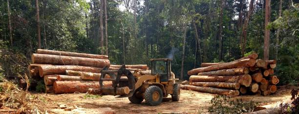 Best Tree Cabling and Bracing  in Calais, ME