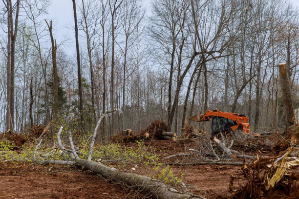 Best Tree Maintenance Programs  in Calais, ME