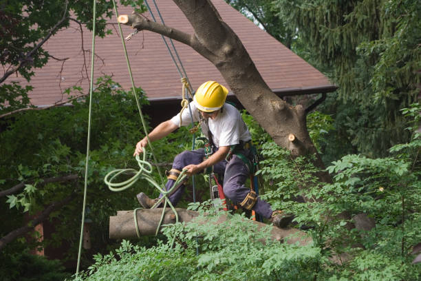 Best Lawn Maintenance Plans  in Calais, ME