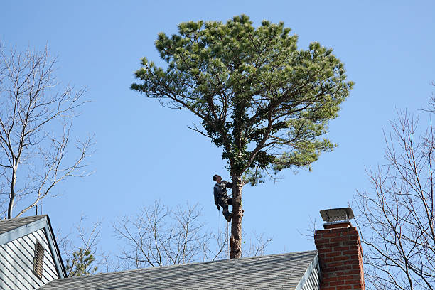 Best Leaf Removal  in Calais, ME